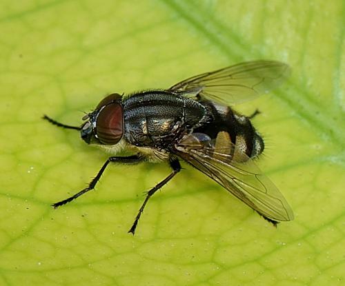 Stomorhina lunata
